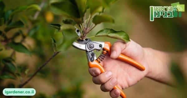 כריתת עצים בישראל