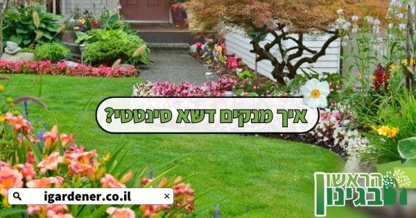 איך מנקים דשא סינטטי