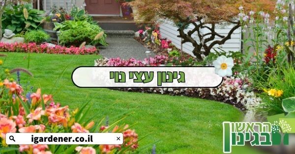 גינון עצי נוי