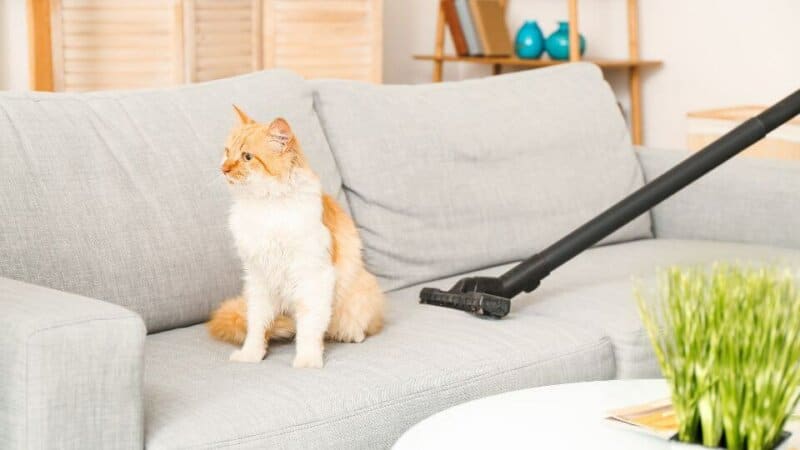 לנקות שיער חתול מהספה