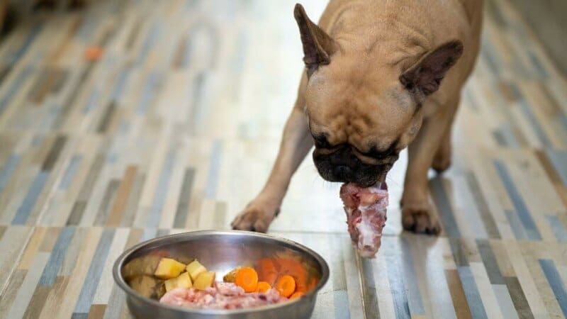 מזון בריא לכלבים