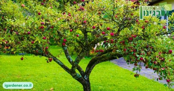 עצי פרי בגינה הפרטית