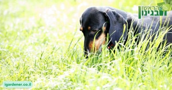 מה לעשות כדי למנוע מהכלב שלי לאכול דשא?