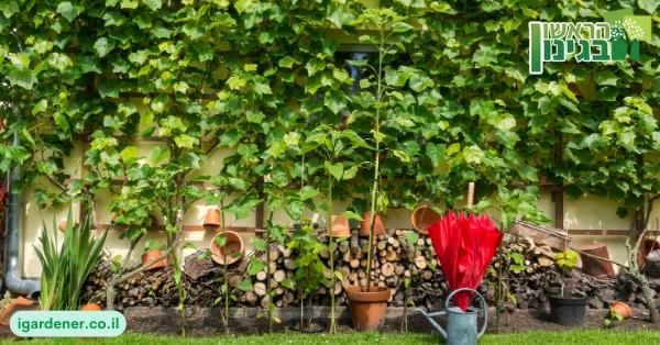 למה חשוב לקחת איש מקצוע לטיפול בגינה?