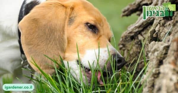 אז למה כלבים אוכלים דשא?