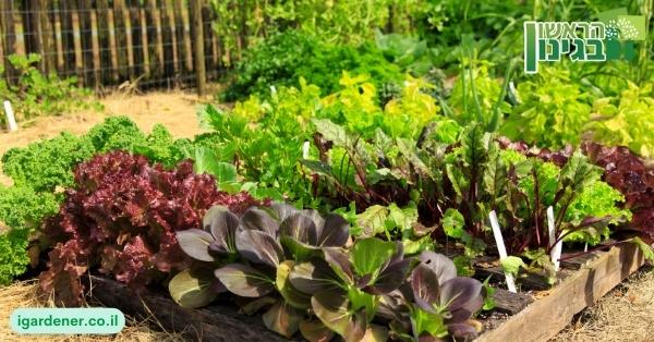 מהי הדרך הנכונה ביותר להגשים את החלום על גינת ירק בחצר הבית?