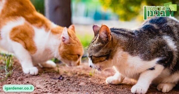 הגיעו אליכם חתולי רחוב לגינה_ הנה הדבר ה – 2 שאתם צריכים לעשות_ לתת להם אוכל ייעודי