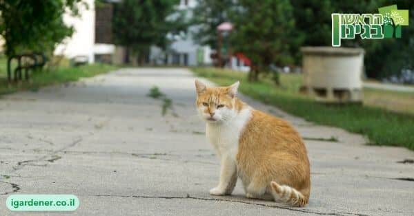 היתרון המשמעותי בגידול חתולי רחוב בגינה