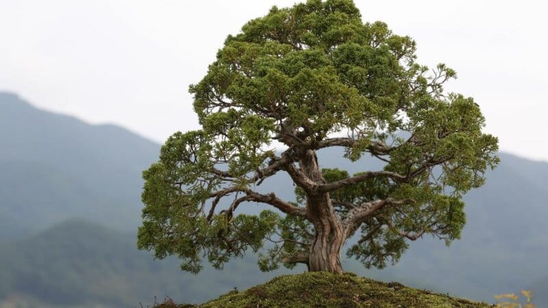 עץ זית בונסאי