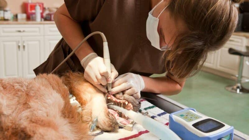 טיפול שיניים לכלבים