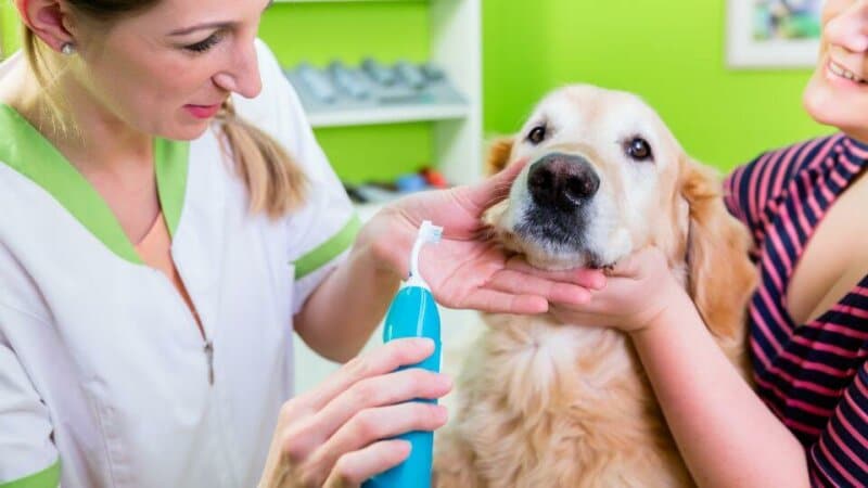 טיפול שיניים לכלבים