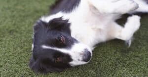 כלב שוכב על דשא סינטטי