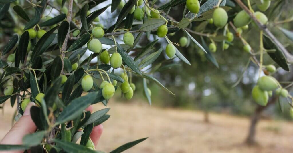 נטיעת עץ זית,